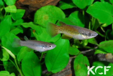 Pachypanchax omalonotus Nosy Bé rouge couple adulte 