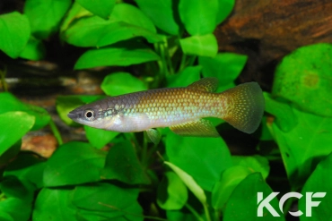 Pachypanchax omalonotus Nosy Bé rouge male adulte 