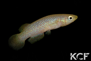 Pachypanchax playfairii Praslin Seychelles male adulte 