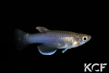 Pantanodon stuhlmanni Koreni KEN 10-10 male adulte 