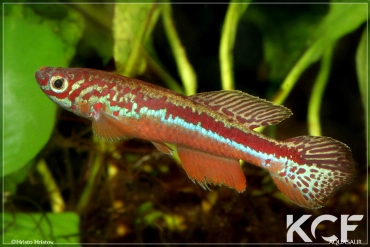 Fundulopanchax avichang  male adulte 