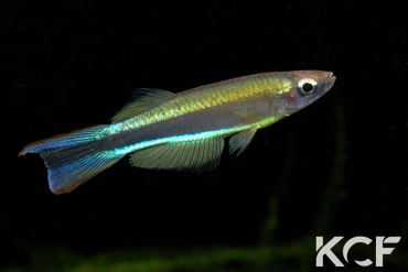 Plataplochilus ngaensis Mbel Alene GTC 15 male adulte 