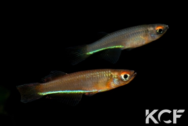 Plataplochilus aff. aureapygmaeus Poku TAT GLC 13 couple adulte 