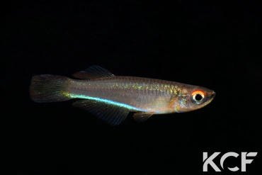 Plataplochilus aff. aureapygmaeus Poku TAT GLC 13 male adulte 