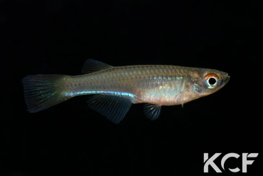 Plataplochilus aff. aureapygmaeus Poku TAT GLC 13 male adulte 