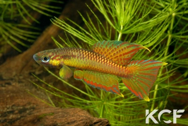 Aphyo. Chromaphyosemion volcanum Chutes d