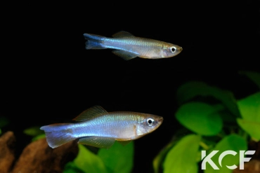 Plataplochilus aff. cuvervillei Bangando GLC 13 couple adulte 