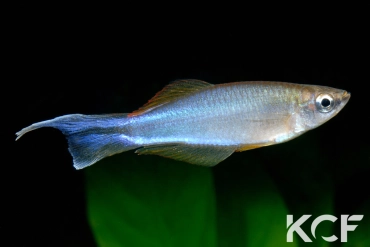 Plataplochilus aff. cuvervillei