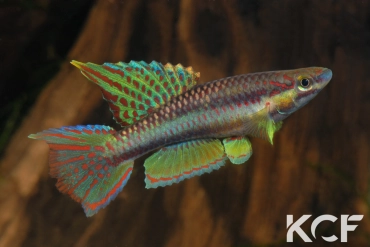 Aphyo. Chromaphyosemion koungueense Mouanko ADGP 11-35 male adulte 