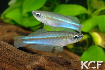 Plataplochilus aff. mimus Akok GLC 13 couple adulte 