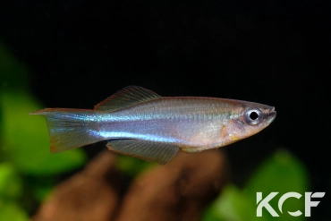 Plataplochilus aff. mimus No Ayong GLC 13 male adulte 