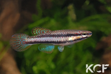 Aphyo. Chromaphyosemion koungueense Mouanko ADGP 11-35 femelle adulte 