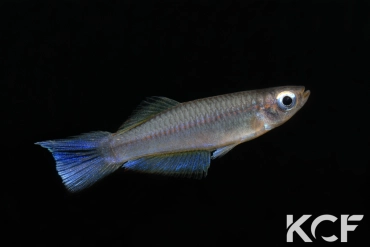 Plataplochilus aff. pulcher Engong Kouamé GLC 13 male adulte 