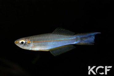 Plataplochilus aff. pulcher