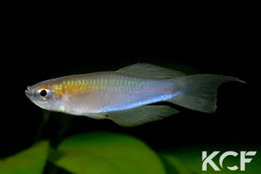 Plataplochilus aff. triangularis