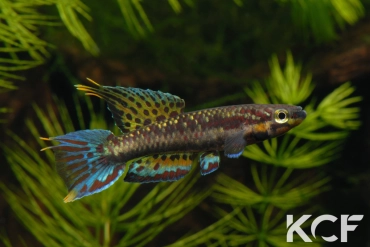 Aphyo. Chromaphyosemion melinoeides Kribi-Fenda ADK 09-291 male adulte 