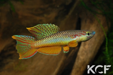 Aphyo. Chromaphyosemion omega Ouest Cellulam ABK 10-324 male sub adulte 