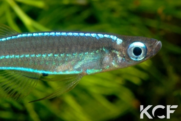 Poropanchax stigmatopygus