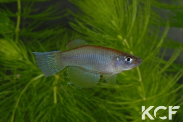 Procatopus nototaenia Est Kribi ABL 08-236 male adulte 