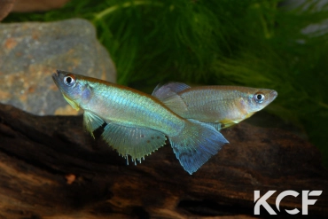 Procatopus nototaenia Est Kribi ABL 08-236 couple adulte 