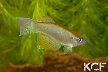 Procatopus nototaenia Est Kribi ABL 08-236 male adulte 