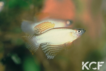 Procatopus nototaenia Fifinda CBL 01-16 couple adulte 