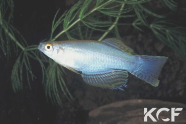 Procatopus nototaenia Fifinda CBL 01-16 male adulte 