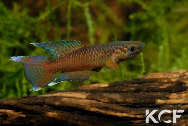 Aphyo. Chromaphyosemion poliaki Mamu ADGP 11-33 male adulte 