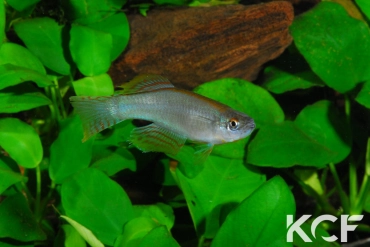 Procatopus nototaenia Fifinda CBL 01-16 male adulte 