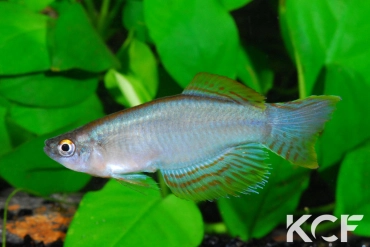 Procatopus nototaenia Fifinda CBL 01-16 male adulte 