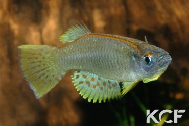 Procatopus nototaenia Lockbadjeck ADGP 11-20 male adulte 