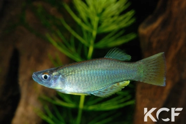 Procatopus nototaenia Lockbadjeck ADGP 11-20 male adulte 