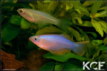 Procatopus similis Kumba GPE 90-03 male adulte 