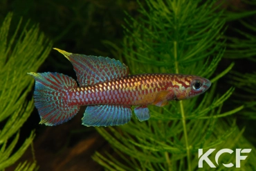 Aphyo. Chromaphyosemion poliaki Ekandé Sud Bolifamba CBL 01-23 male adulte 