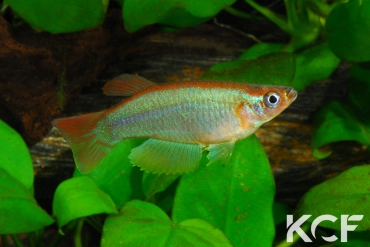 Procatopus sp. Moungue-Bela ABK 07-175 male adulte 