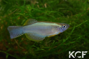 Procatopus sp. Yabassi CI 09 male adulte 