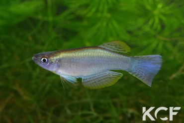 Procatopus sp. Yabassi CI 09 male adulte 