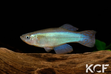 Procatopus sp. Akwen ADL 13-27 male adulte 