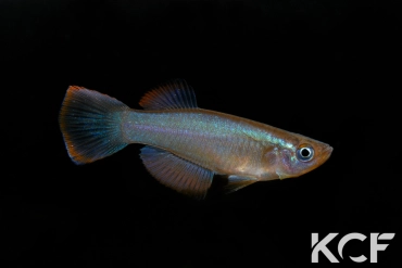 Procatopus sp. Akwen ADL 13-27 male adulte 