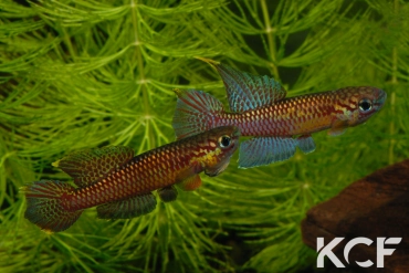 Aphyo. Chromaphyosemion poliaki Ekandé Sud Bolifamba CBL 01-23 couple adulte 