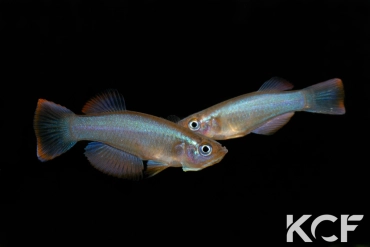 Procatopus similis Kekem ADL 13-01 couple adulte 