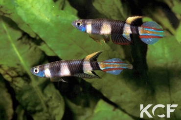 Pseudepiplatys annulatus  couple adulte 