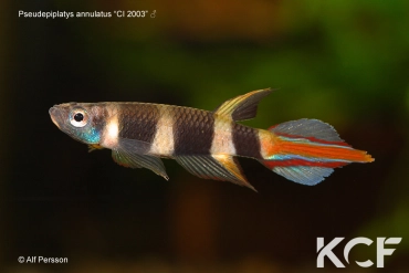 Pseudepiplatys annulatus CI 03 male adulte 