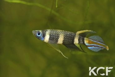 Pseudepiplatys annulatus Maboshi SLCD 84-32 male adulte 