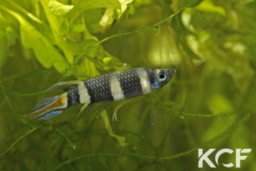 Pseudepiplatys annulatus Maboshi SLCD 84-32 male adulte 