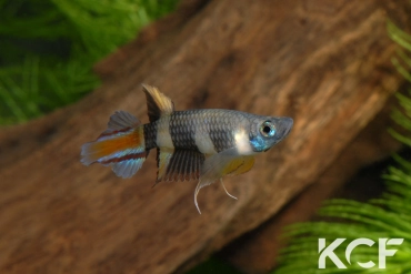 Pseudepiplatys annulatus Maboshi SLCD 84-32 male adulte 