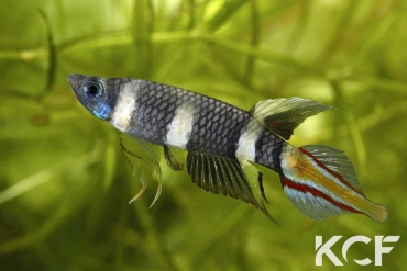 Pseudepiplatys annulatus Maboshi SLCD 84-32 male adulte 