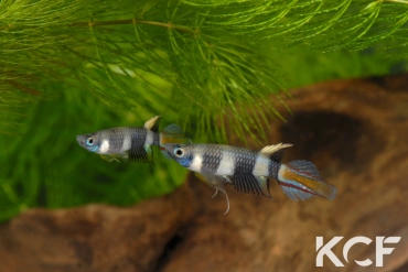 Pseudepiplatys annulatus Maboshi SLCD 84-32 male adulte 