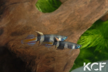 Pseudepiplatys annulatus Maboshi SLCD 84-32 couple adulte 