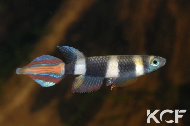 Pseudepiplatys annulatus Monrovia male adulte 